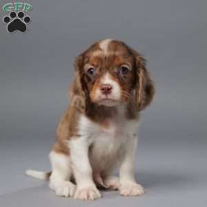 Milo, Cavalier King Charles Spaniel Puppy